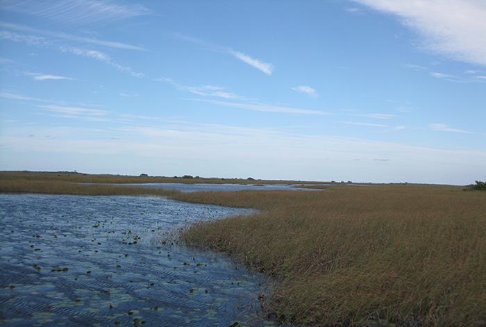 Jenna Efrein Everglades Slough